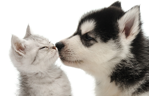 Comment bien introduire un nouvel animal auprès de vos autres animaux ? Comment bien introduire un nouvel animal auprès de vos autres animaux ?